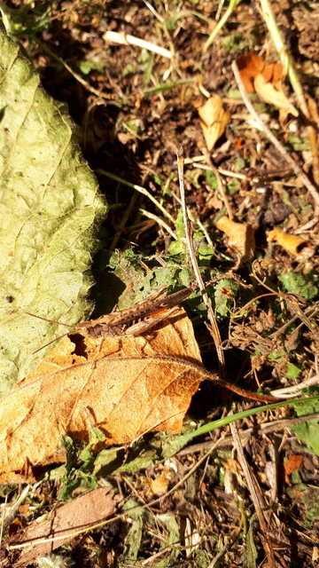 Chorthippus brunneus - közönséges tarlósáska