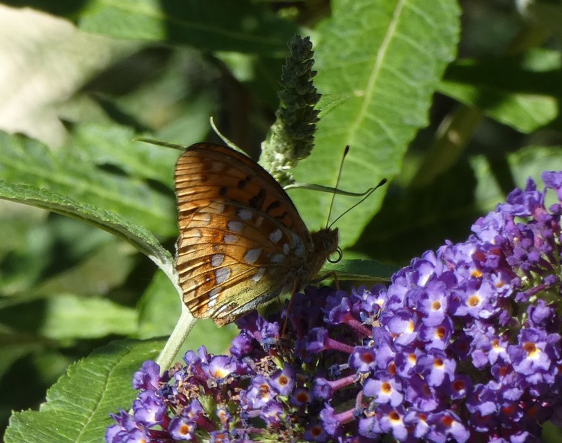 Argynnis adippe - ezüstös gyöngyházlepke