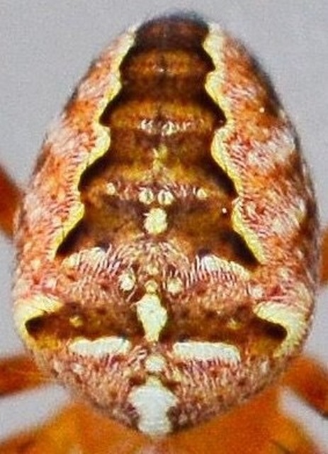 Araneus diadematus - koronás keresztespók