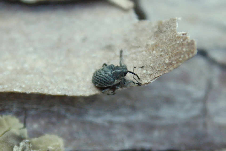 Ceutorhynchus obstrictus - repcebecő-ceutormányos