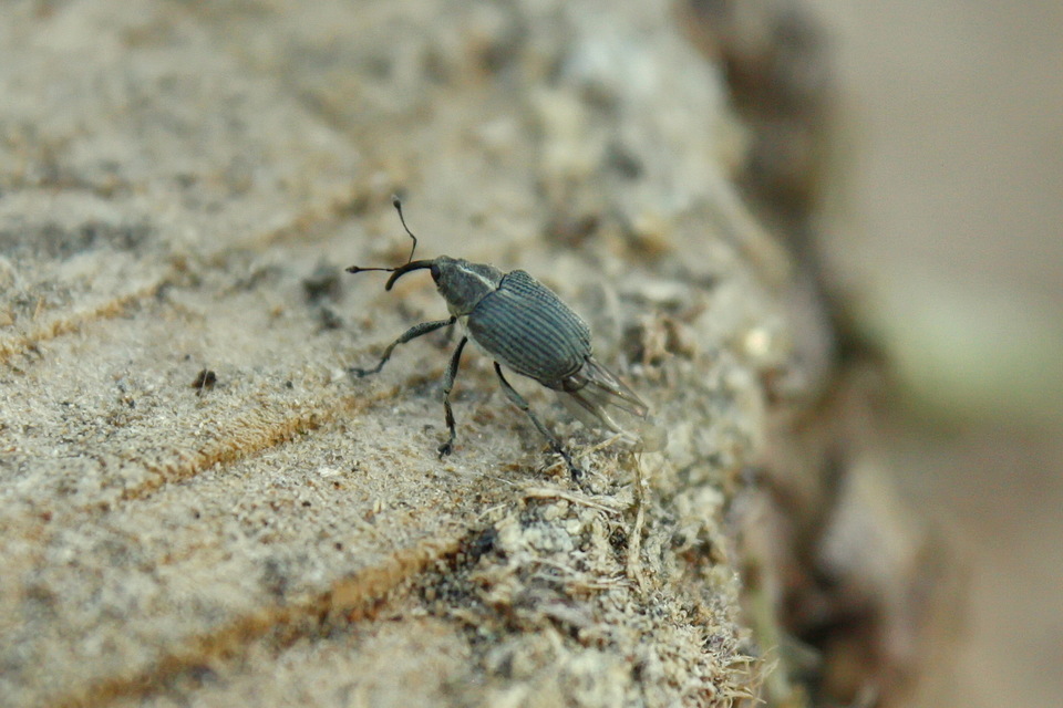 Ceutorhynchus obstrictus - repcebecő-ceutormányos