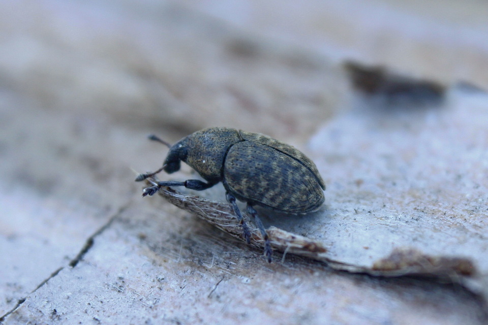 Larinus obtusus - imola-púderbarkó
