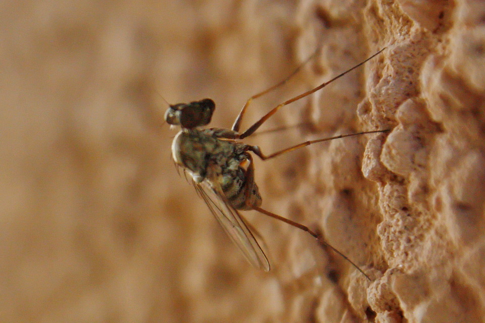 Medetera