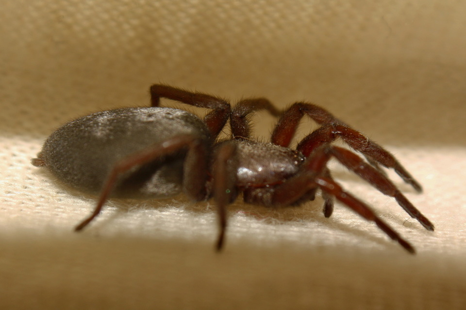 Scotophaeus