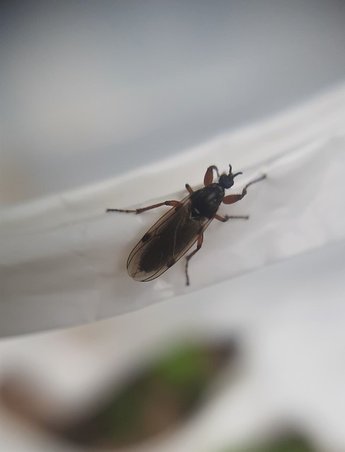 Bibionidae - bársonylegyek