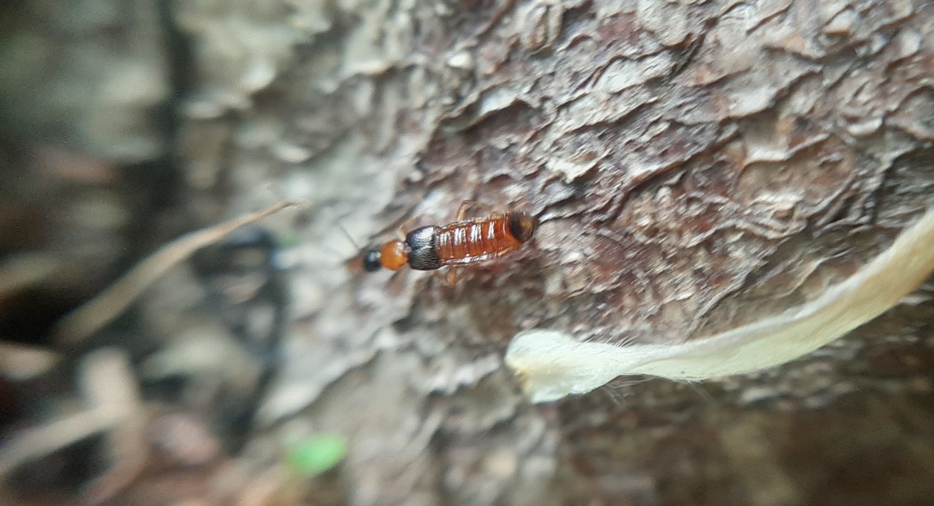 Zyras collaris - vöröshátú hangyászholyva