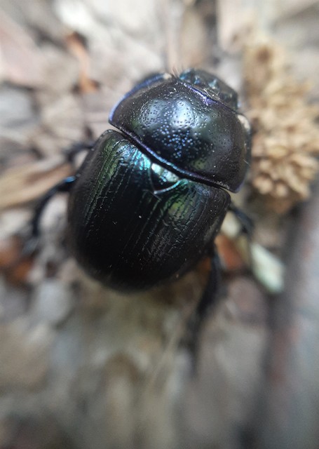 Anoplotrupes stercorosus - erdei álganéjtúró