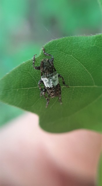 Pogonocherus hispidulus - négytövises ecsetcincér