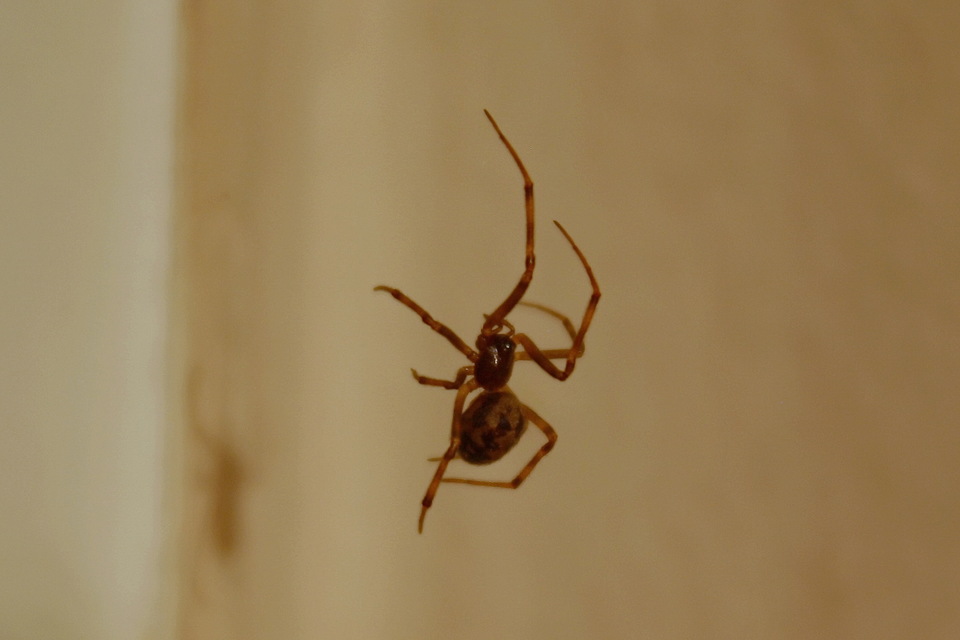 Steatoda triangulosa - háromszöges faggyúpók