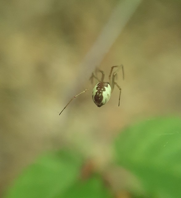 Linyphiidae - vitorláspókok