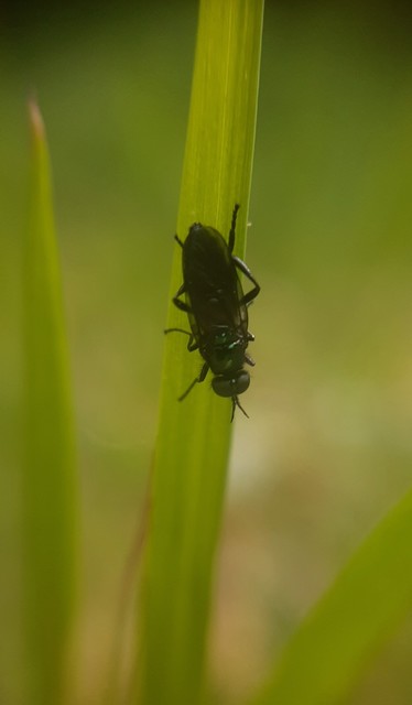 Actina chalybea - csillogó tüskéslégy