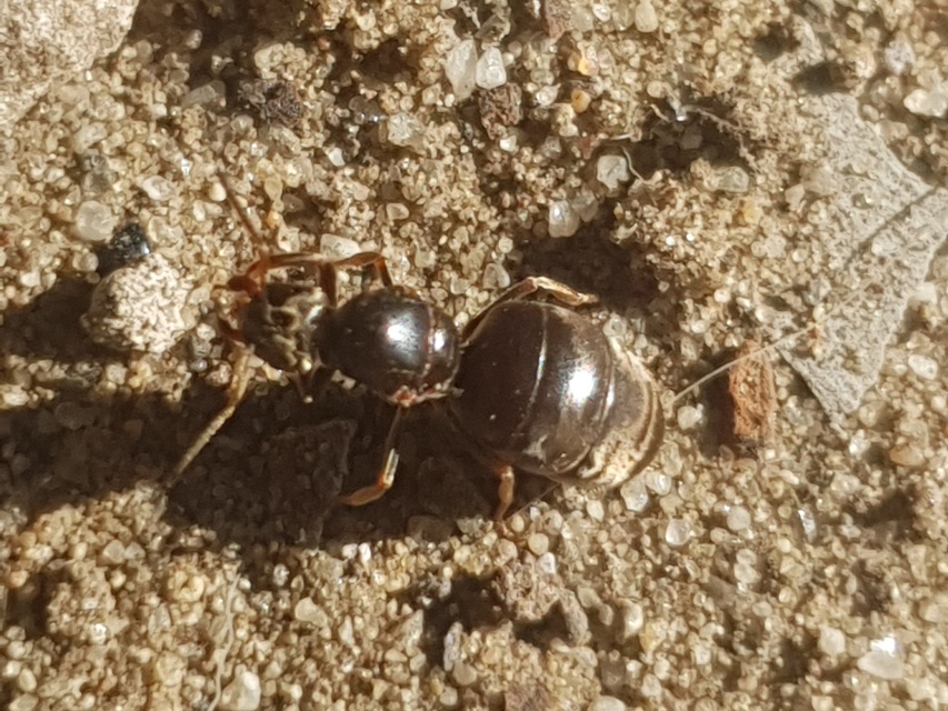 Lasius