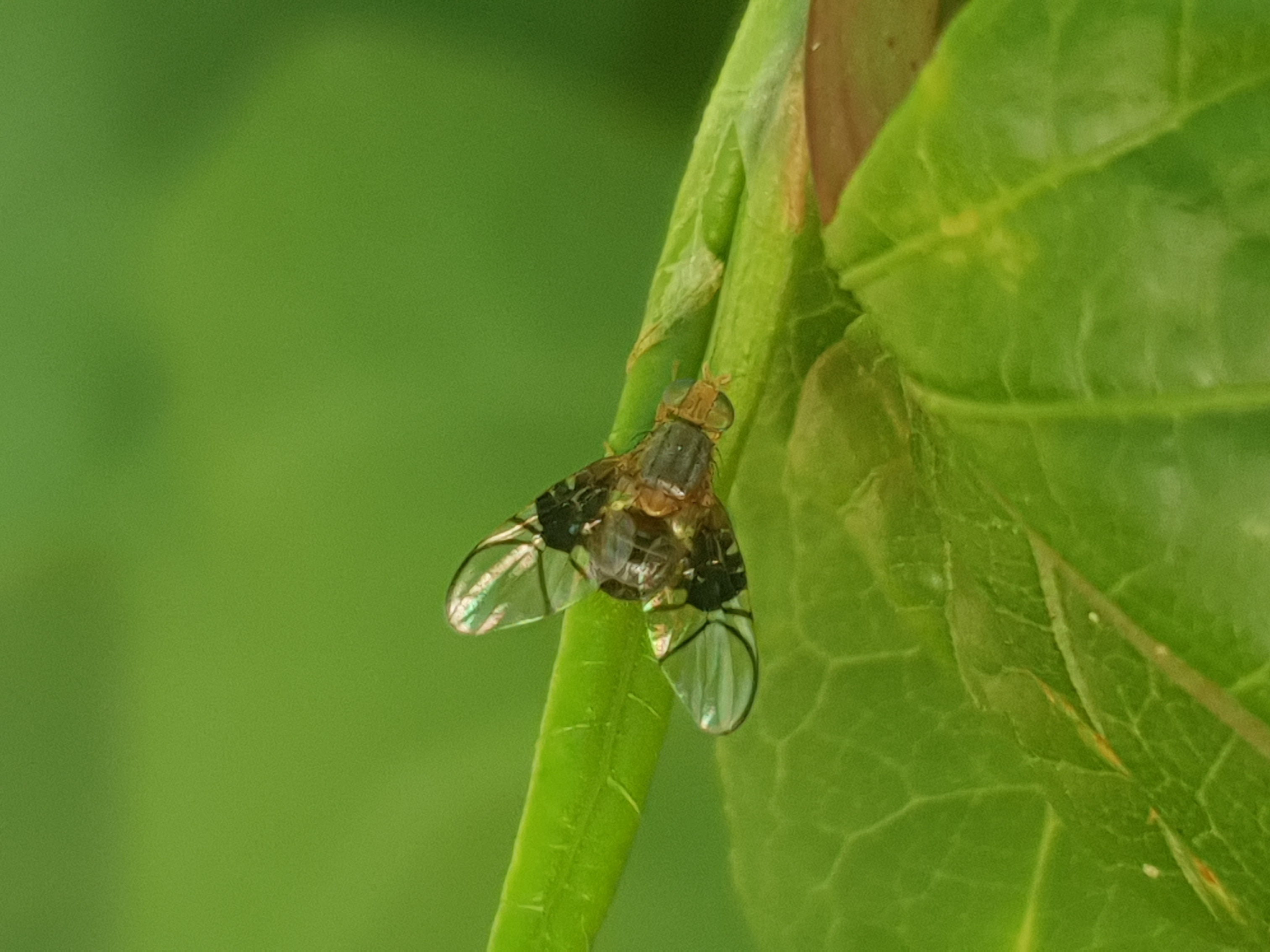 Anomoia purmunda