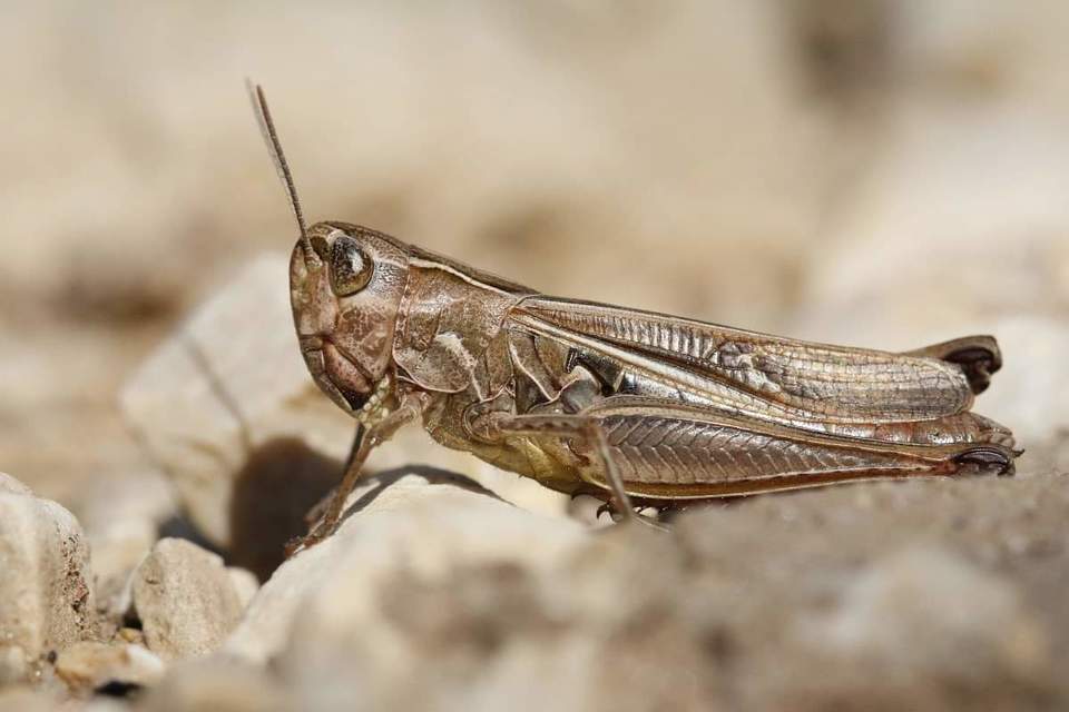 Stenobothrus lineatus - jajgató rétisáska
