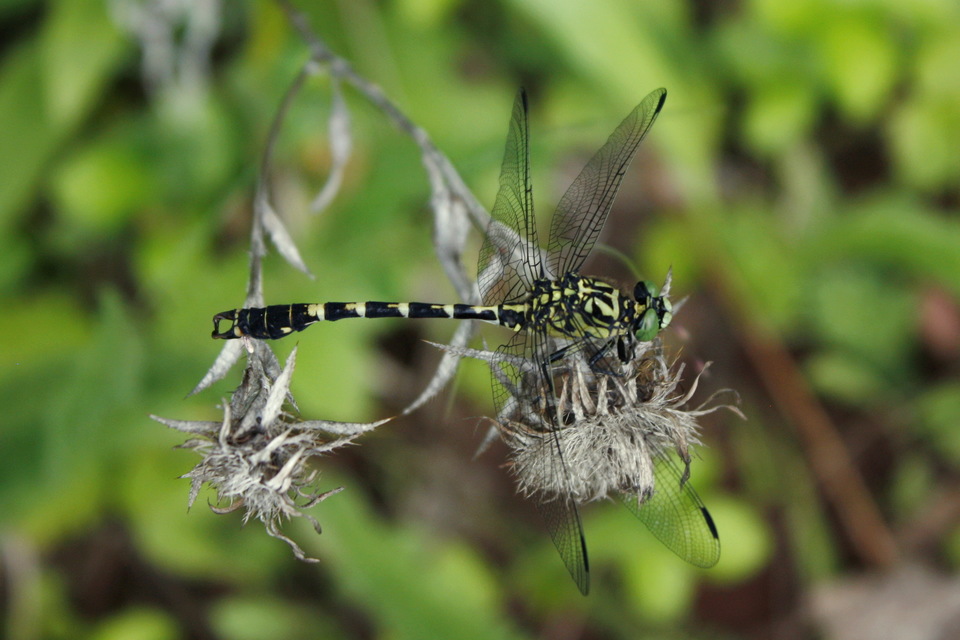 Onychogomphus forcipatus - gyűrűs folyami-szitakötő