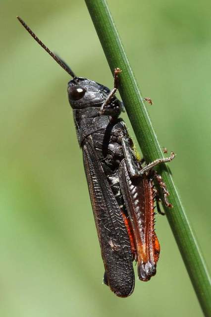 Omocestus rufipes - vöröshasú tarlósáska