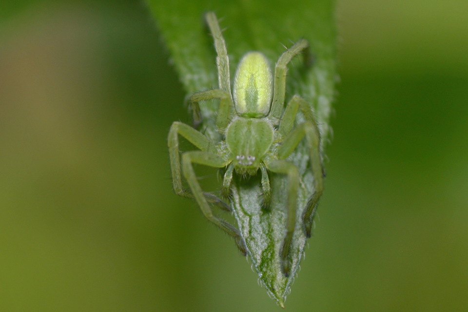 Micrommata virescens - hunyópók