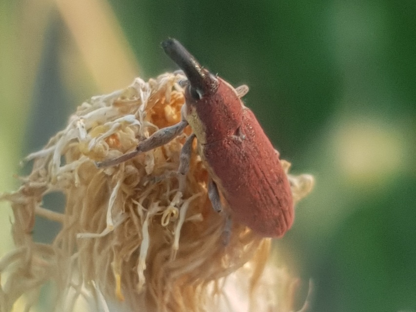 Lixus angustus - rövid dudvabarkó
