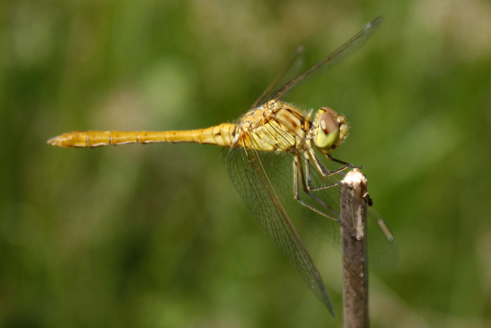 Sympetrum meridionale - fakó katona-szitakötő