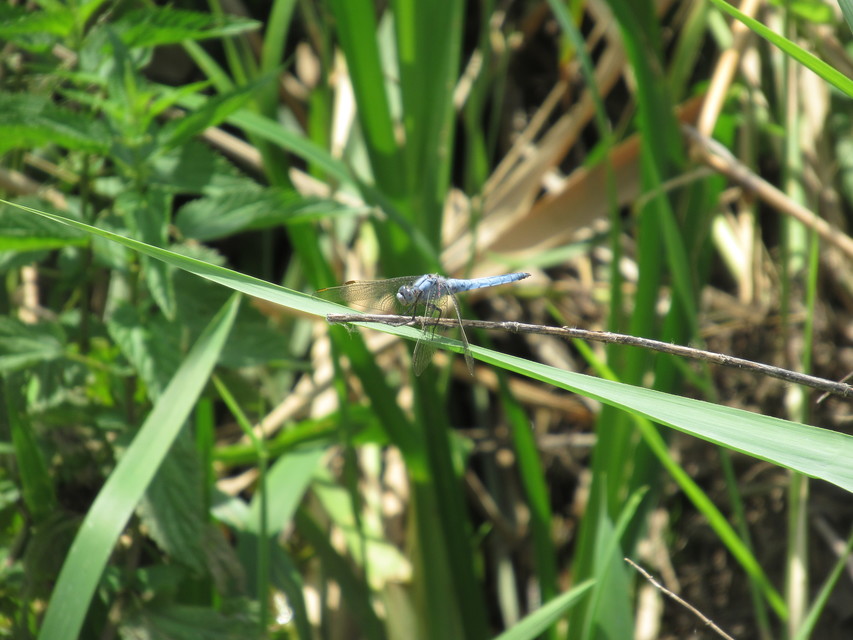 Orthetrum brunneum - pataki pásztorszitakötő