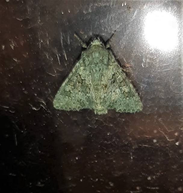 Hecatera dysodea - parajbagoly