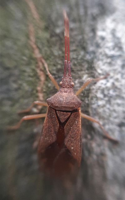 Gonocerus acuteangulatus - aranypetés karimáspoloska