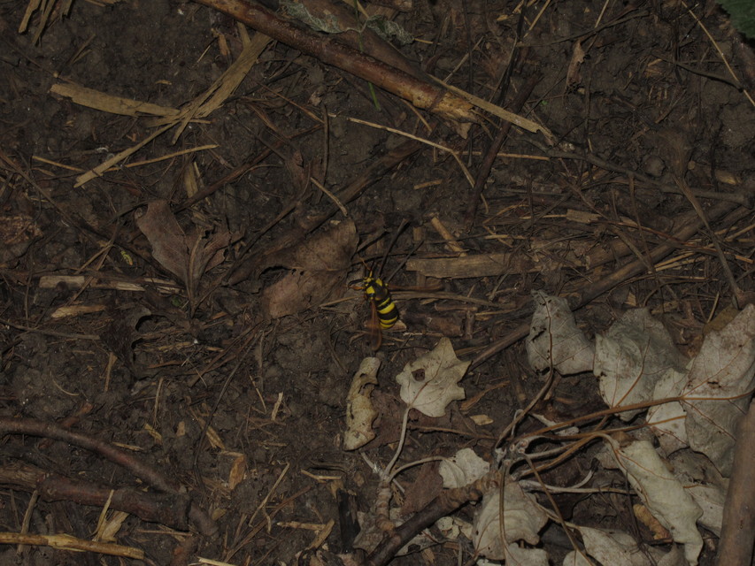 Sesia apiformis - darázslepke