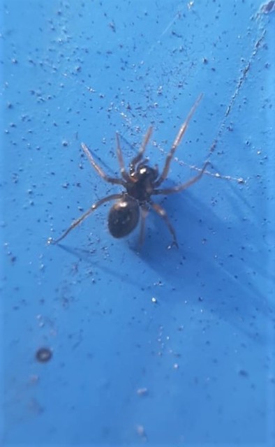 Linyphiidae - vitorláspókok