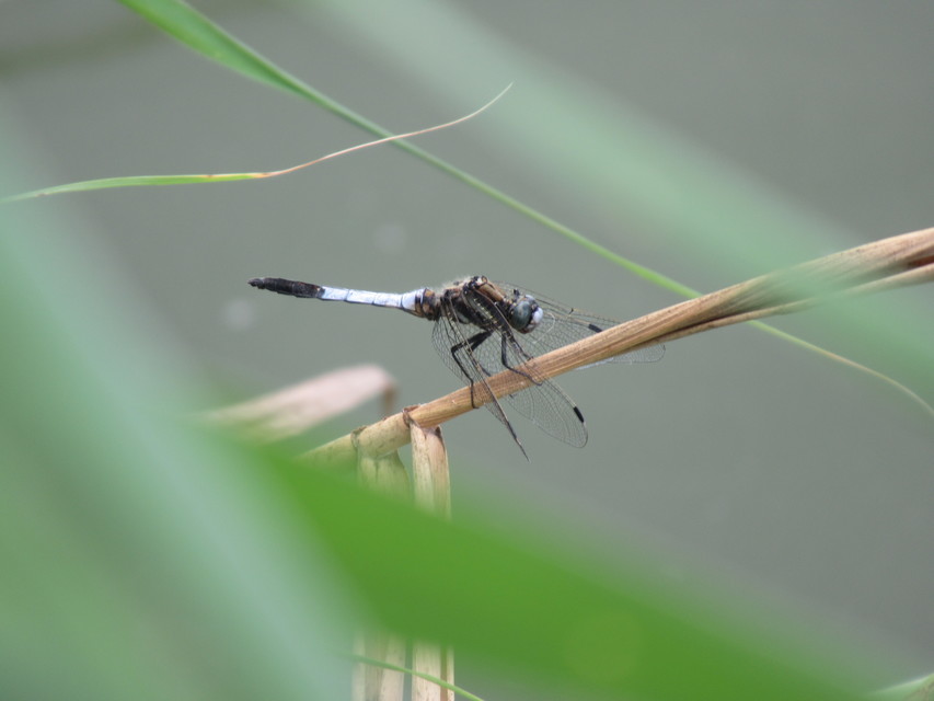 Orthetrum albistylum - fehérfarkú pásztorszitakötő