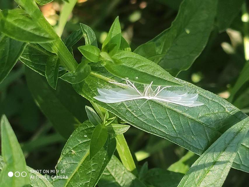 Pterophorus pentadactyla - fehér tollasmoly