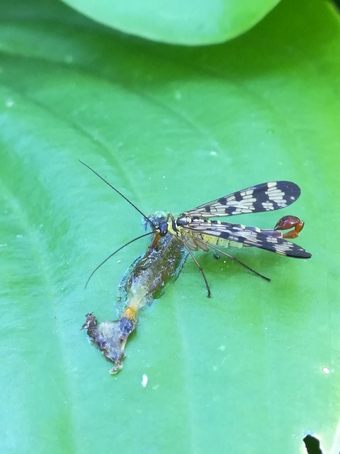 Panorpa vulgaris