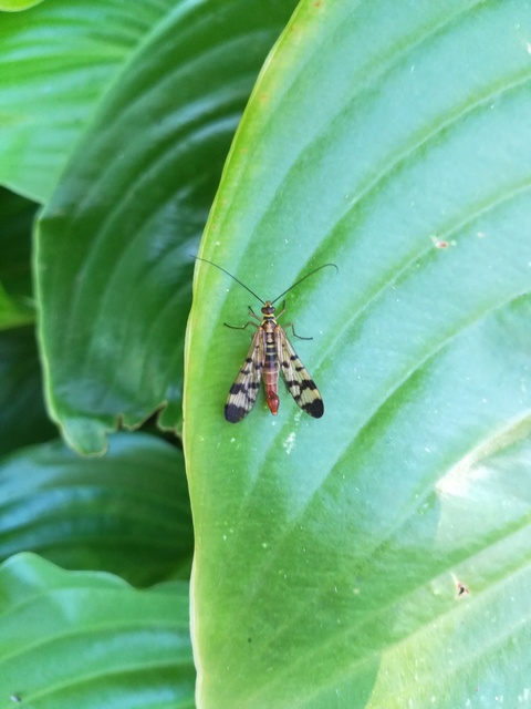 Panorpa vulgaris