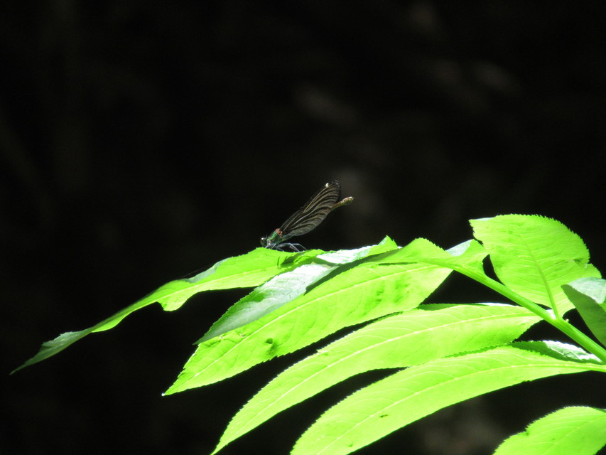 Calopteryx virgo - kisasszony-szitakötő