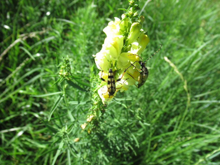 Rutpela maculata - tarkacsápú karcsúcincér