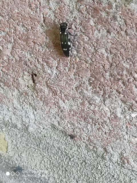 Agrilus ater - hatpettyes karcsúdíszbogár