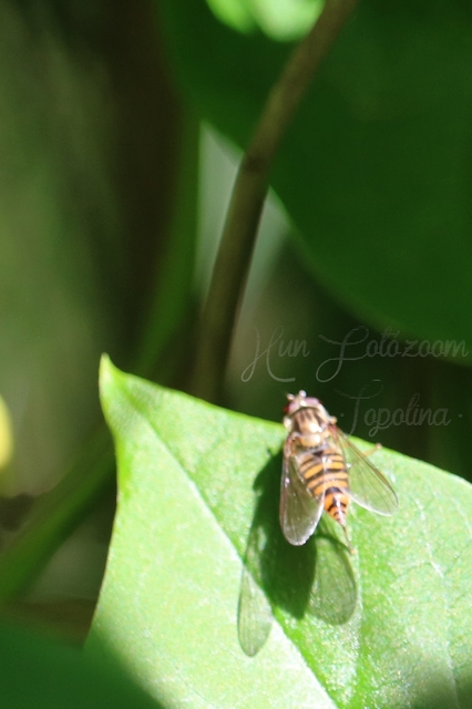 Episyrphus balteatus - ékfoltos zengőlégy