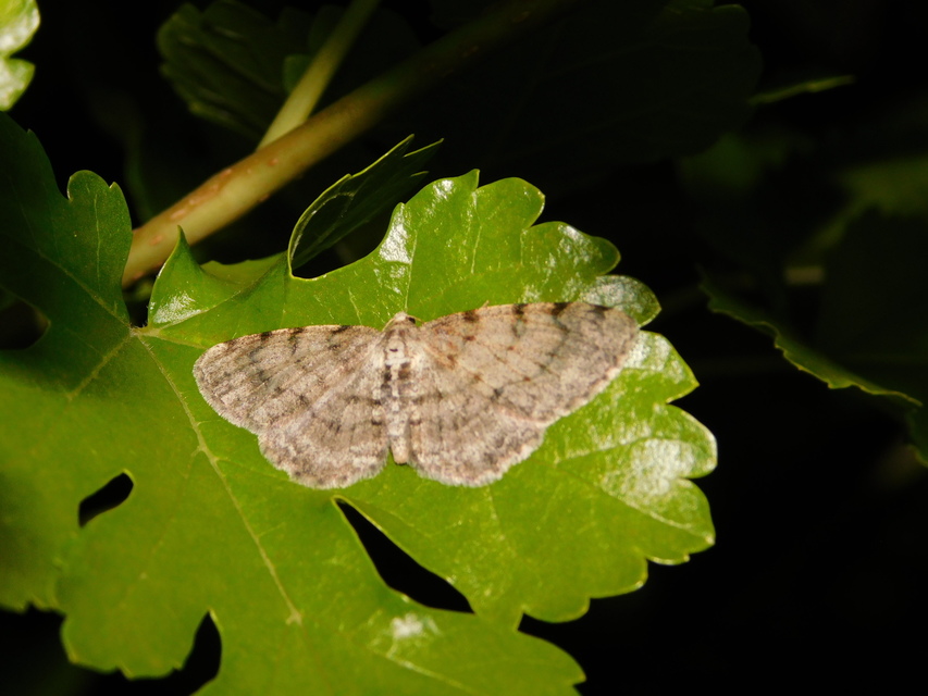 Aethalura punctulata - szürke égeraraszoló