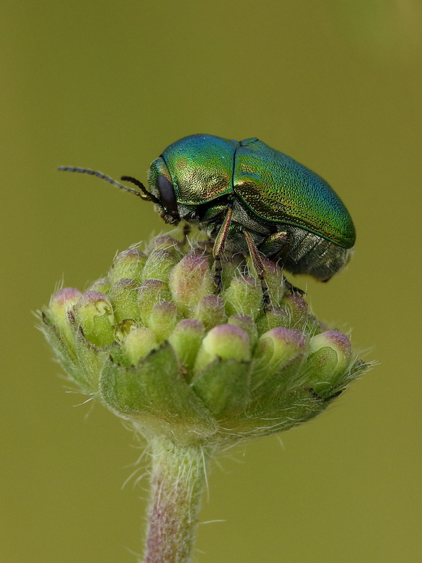 Cryptocephalus sericeus - nagy fészkesbogár