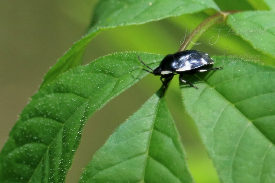 Tritomegas sexmaculatus - hatfoltos földipoloska