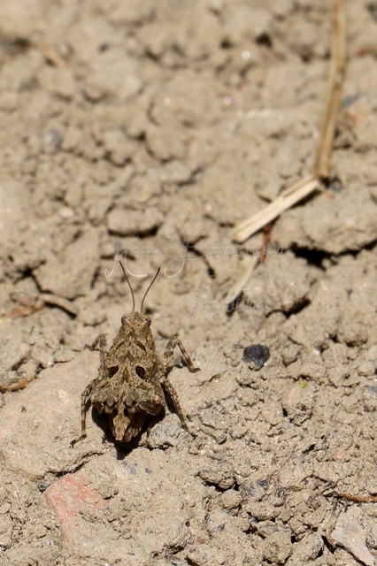Tetrix tenuicornis - vékonycsápú tövishátúsáska