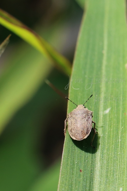 Podops curvidens Podops curvidens