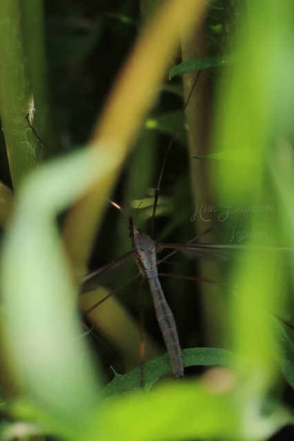 Tipula