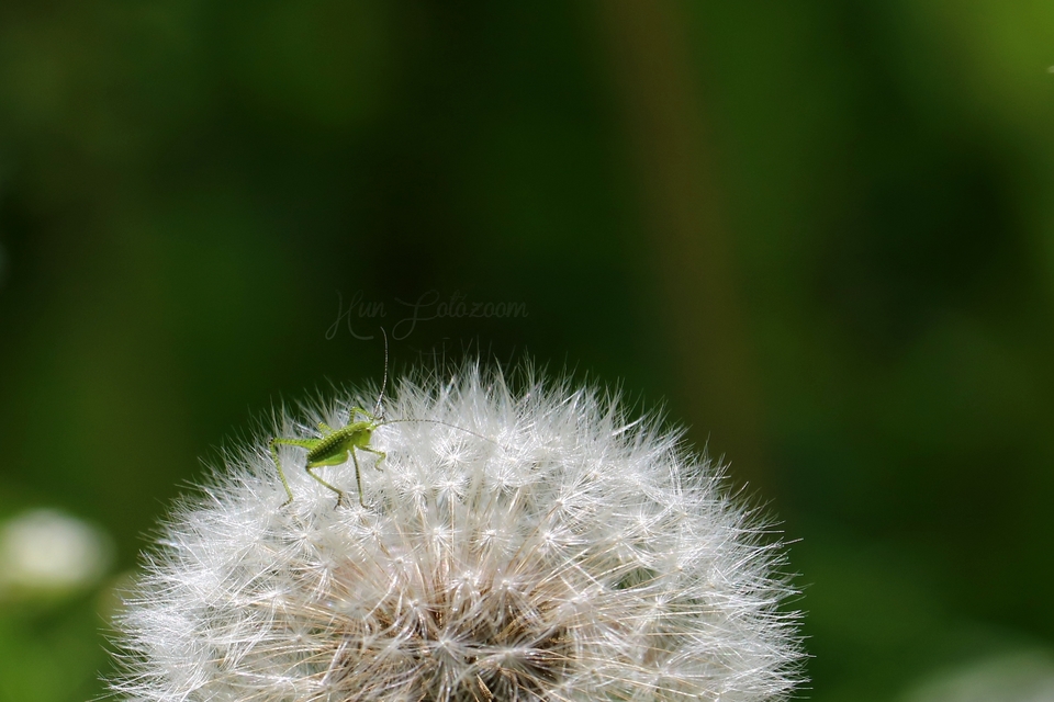 Leptophyes