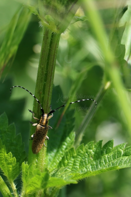 Agapanthia villosoviridescens - fehérgyűrűs bogáncscincér