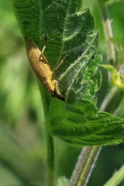 Lixus iridis - bürökfúró dudvabarkó