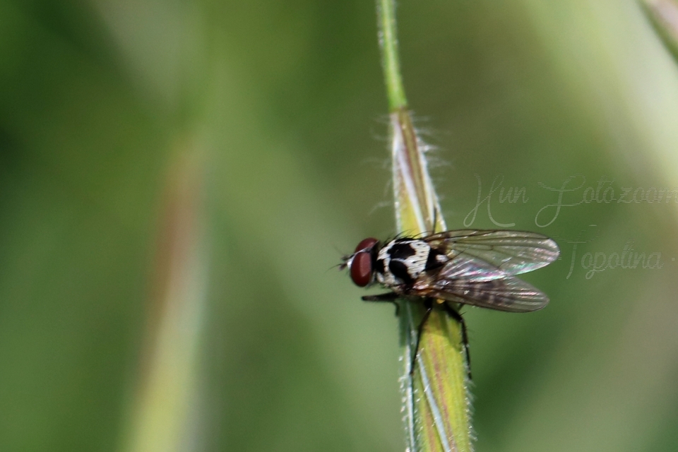 Anthomyia