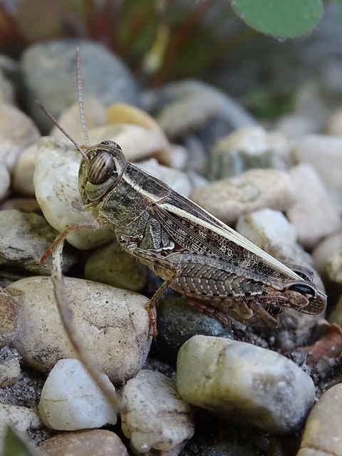 Calliptamus italicus - olaszsáska