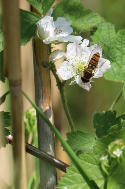 Episyrphus balteatus - ékfoltos zengőlégy