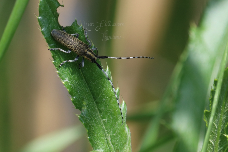 Agapanthia villosoviridescens - fehérgyűrűs bogáncscincér