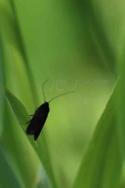 Scythrididae - zöldmolyfélék